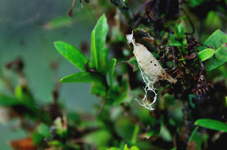 Insect nest on the tree to lay eggs and their young dodge Pat's.の写真素材