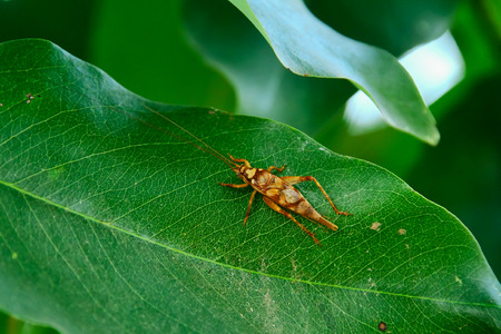Cricket is perched on the foliage alone.の写真素材