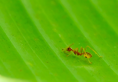 Red Ant is perched on the foliage alone.の写真素材