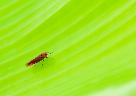 Insect perched on a leaf alone.