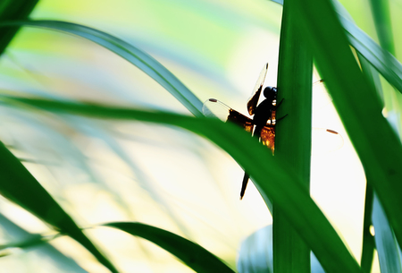 Dragonfly perched on a leaf alone.の写真素材