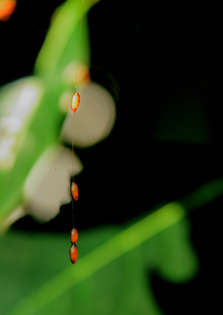 Naturally, the insects to lay their eggs and leave it out.の写真素材