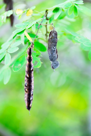 Seeds in the pods will fall to the ground when the pods split open.の写真素材