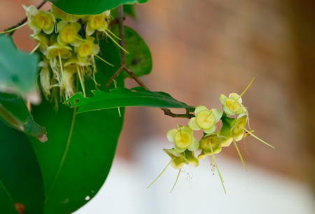 Apple is making the new pup is small and pistil has not fallen at all.の写真素材