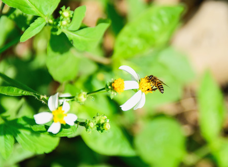 The bee is collecting nectar from flowers.