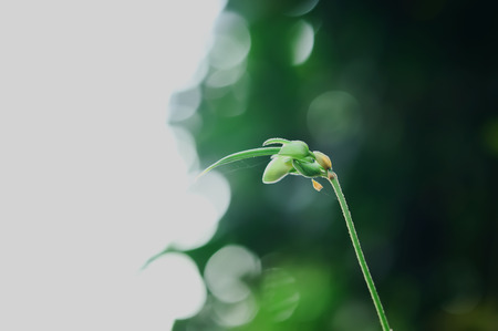 Beanstalk newly released are small and very fragile.の写真素材