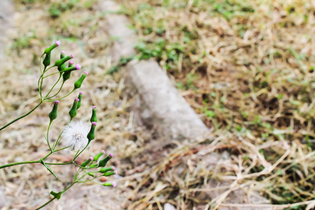 The grass is ready to breed then.の写真素材