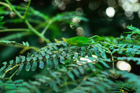 Grasshopper grip on large leaves to camouflage it.の写真素材