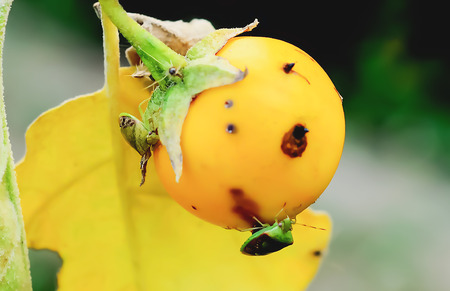 Insect feeding by sucking from eggplant.の写真素材