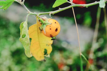 Insect feeding by sucking from eggplant.の写真素材