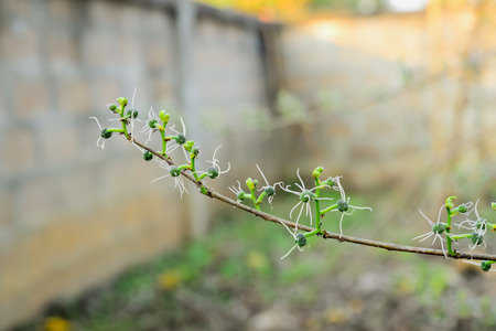Saad Lae off once a year by leaving as branches.の写真素材