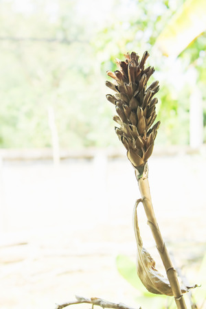 Dried flowers flying insects are rarely approached yet.の写真素材