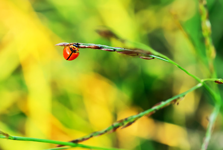 Ladybug is perched on a grass.の写真素材