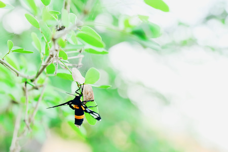 Insect color and shape vary according to the nature.の写真素材