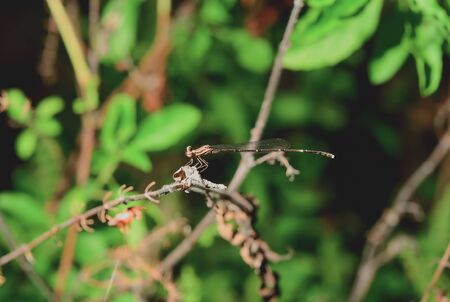 Dragonflies are clamped on the end of branches.の写真素材