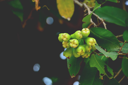 Rose apple is a fruit in season is usually Farrow once a year.の写真素材