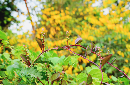 Wild flowers are holding the bouquet to wait for bloom.の写真素材