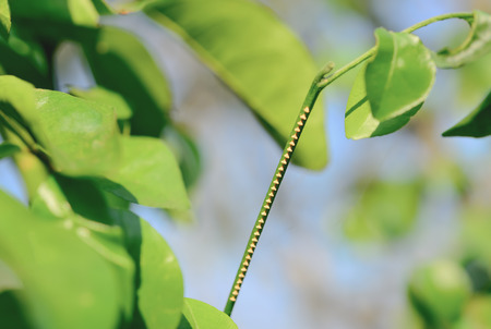 Insects lay their eggs on the branches to wait for the larva to grow.の写真素材