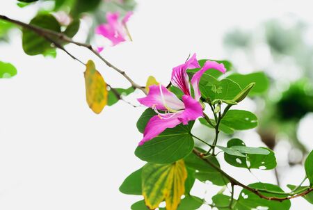 Chongmok flowers are blooming pollen of it clearly.の写真素材