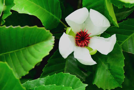 White flowers are blooming to show the red pollen clearly.の写真素材