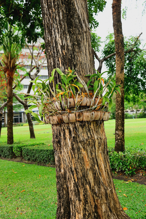 Orchids were planted on large trees.の写真素材