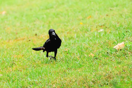 Crows are looking for food in the middle of the lawn.の写真素材