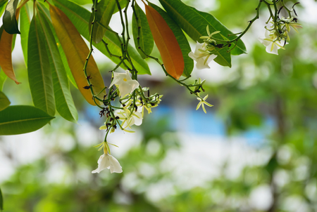 White flowers are blooming, but no pollen out to see it.の写真素材