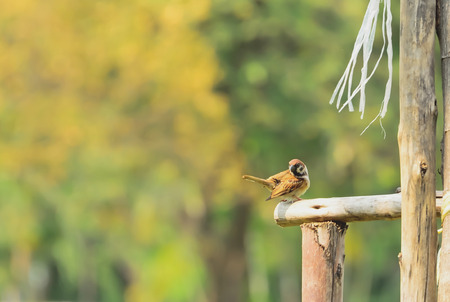 Sparrow perched on the branches carefully.の写真素材