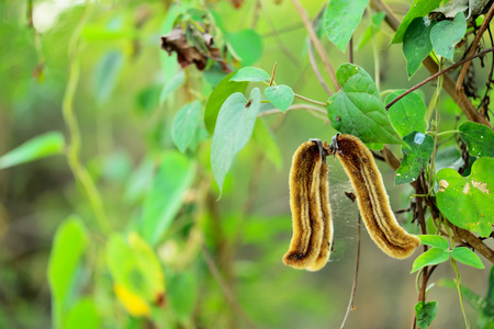 Nettle is a vetch plant with hairs from the pods when the skin is itching.の写真素材