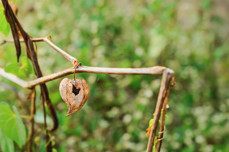 The fruit of the wild fruit is drying with its trees.の写真素材