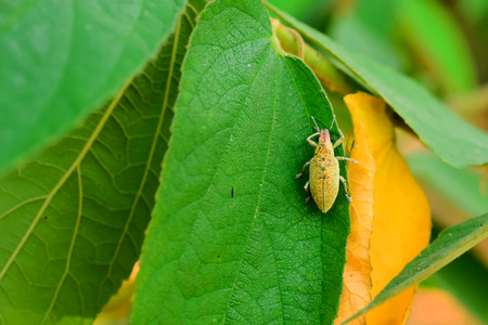 Insects are hiding by sticking to leaves.の写真素材