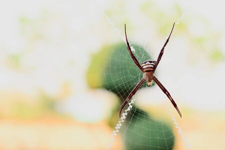Spider waiting for prey to feed on its fiber.の写真素材