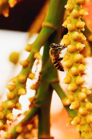Bees are finding food by sucking flowers from flowers.の写真素材