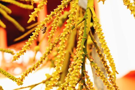 Bees are finding food by sucking flowers from flowers.の写真素材