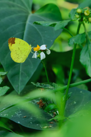 Butterfly sucking nectar from flowers.の写真素材