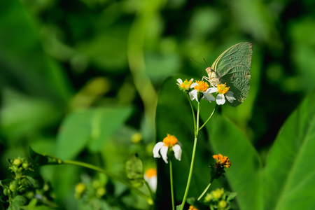 Butterfly sucking nectar from flowers.の写真素材