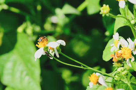 Bees are finding food by sucking flowers from flowers.の写真素材