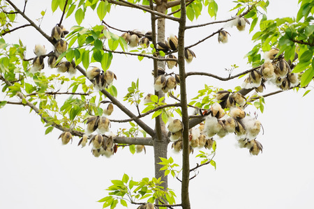 The pandan is the plant that supplies the fibers for the clothing of the past. At present, there are other raw materials to replace. The use of kapok is not popular.の写真素材