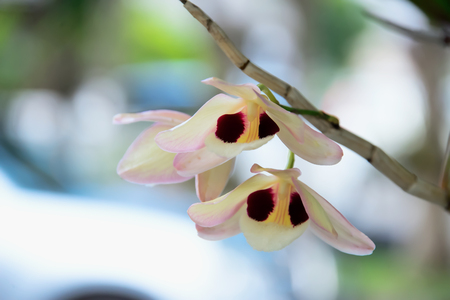 The orchid is blossoming, with its leaves have fallen out.の写真素材