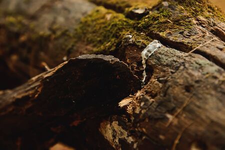 Birds will shoot it on the ground floor, not to mention that it must be the same.の写真素材