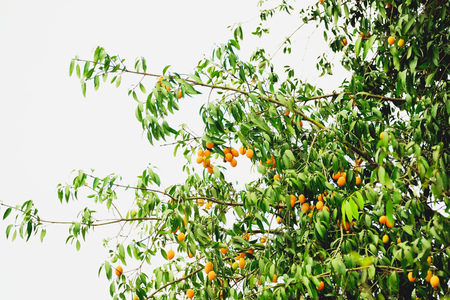 We can see Maprang clearly ripe. From its skin color.