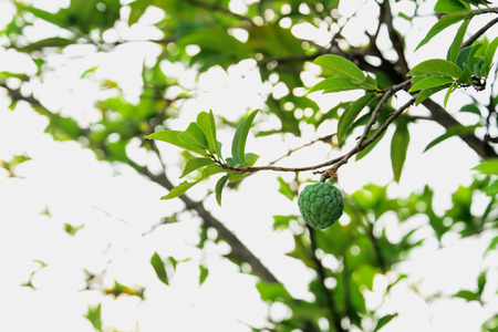 Custard apple is a seasonal fruit tastes sweet but has a lot of seeds.