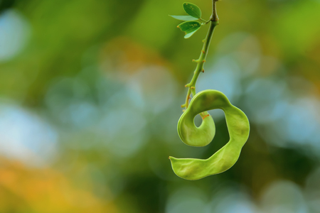 Tamarind is another kind of seasonal fruit.の写真素材