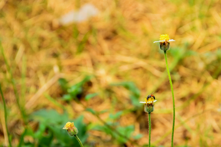 The bee is collecting nectar from flowers.の写真素材