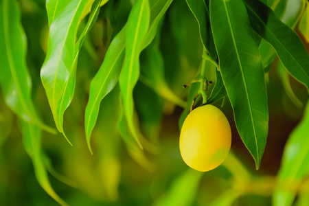 We can see Maprang clearly ripe. From its skin color