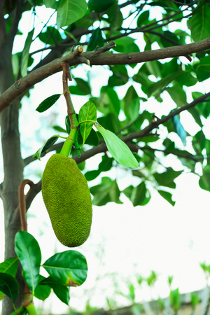 Jack was issued a new observation a very small size can be easily compared to the size of the leaves.の写真素材