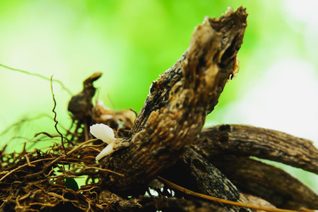 Mushrooms are growing by living dead plants as food.の写真素材