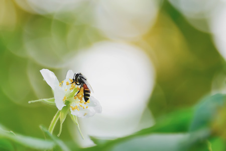 The bee is collecting nectar from flowers.の写真素材