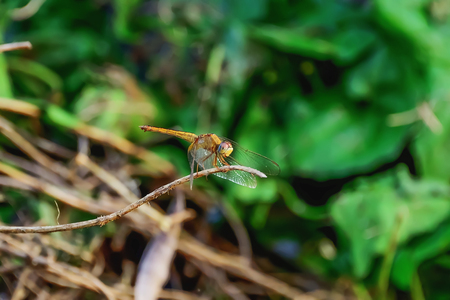 Dragonflies are catching perch on the branches.の写真素材