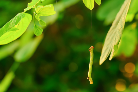 The caterpillars are unsightly color for camouflage.の写真素材